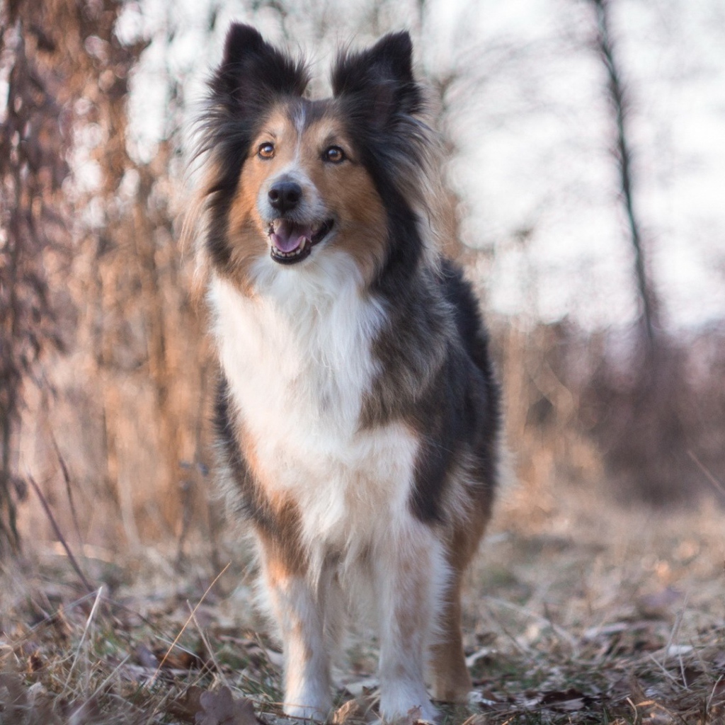 Cобачка на сухой траве