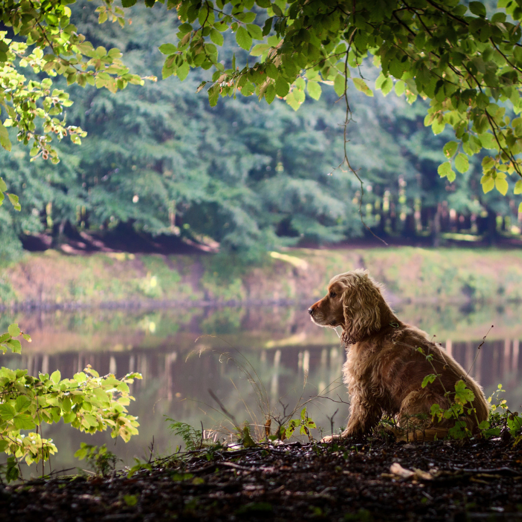 Собака на берегу