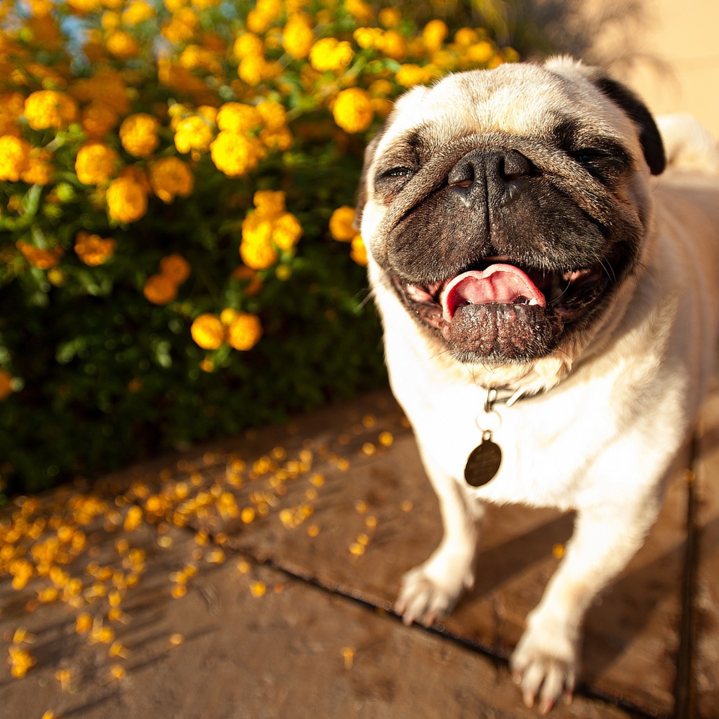 Собака мопс