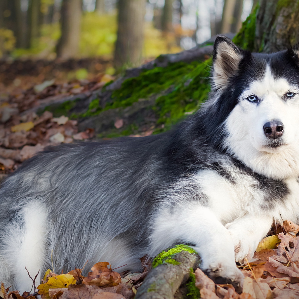 Собака отдыхает под деревом