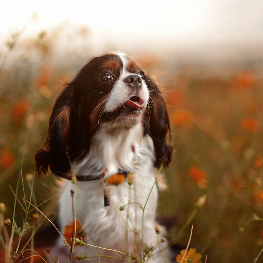 Собака сидит в цветах
