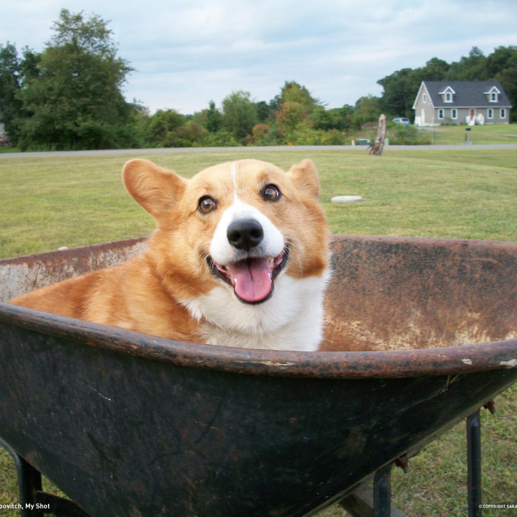 Собака вельш-корги в тачке