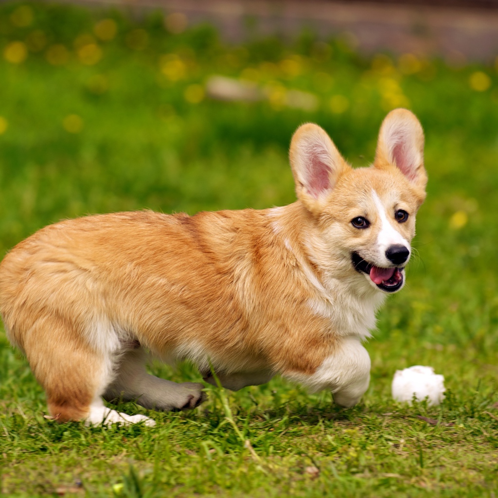 Собака вельш-корги играет с мячом