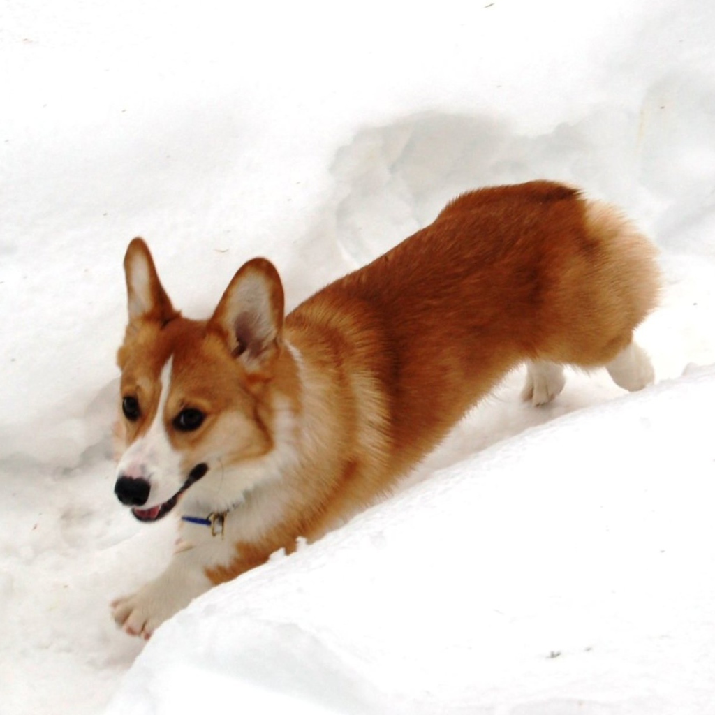 Собака вельш-корги бежит в снегу