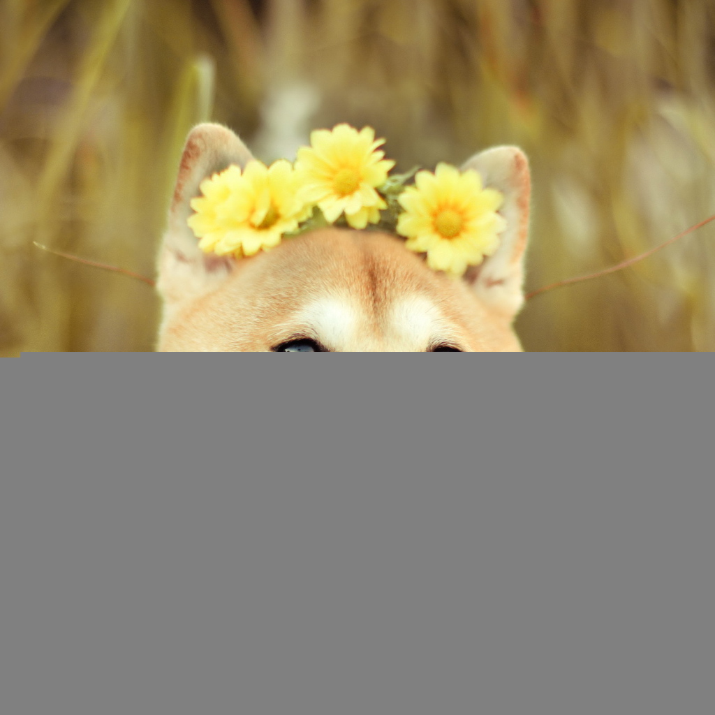 Собака с цветами на голове