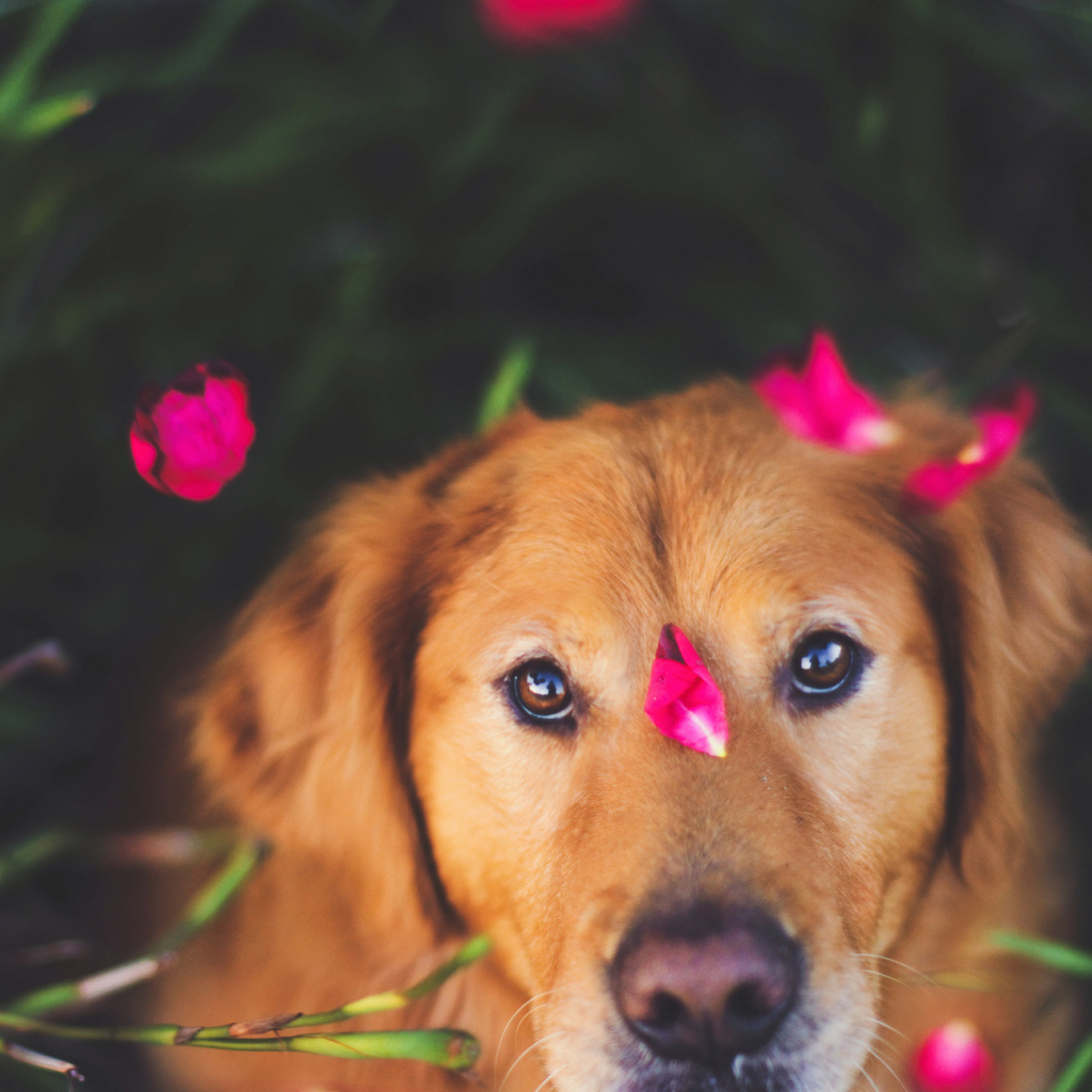 Собака с лепестками