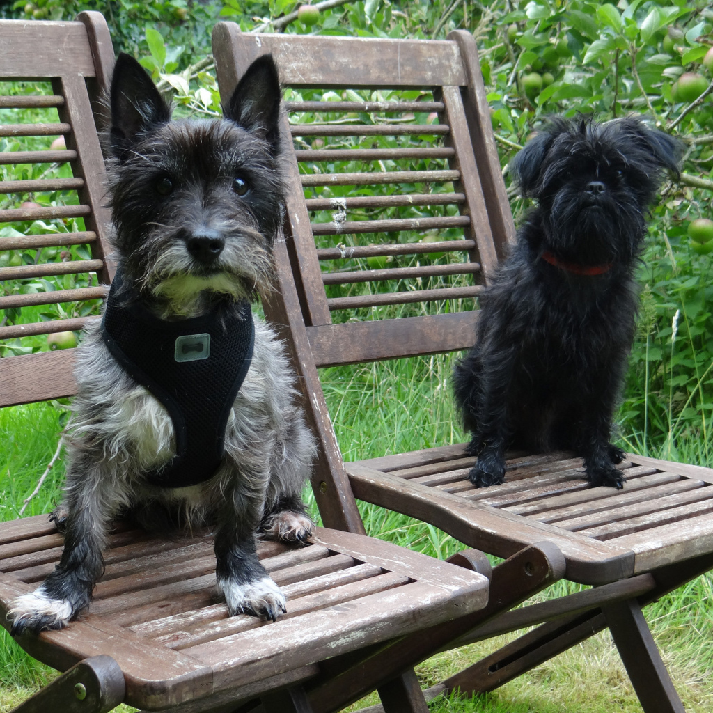 Собаки аффенпинчер на стульях