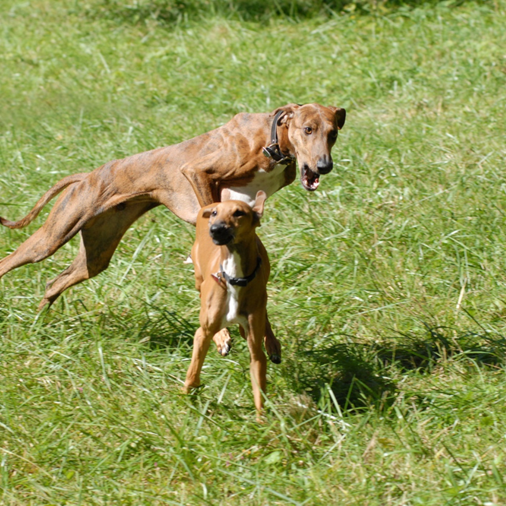 Собаки азавак играют