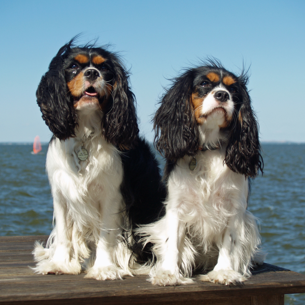 Собаки кавалер кинг чарльз спаниель на фоне моря