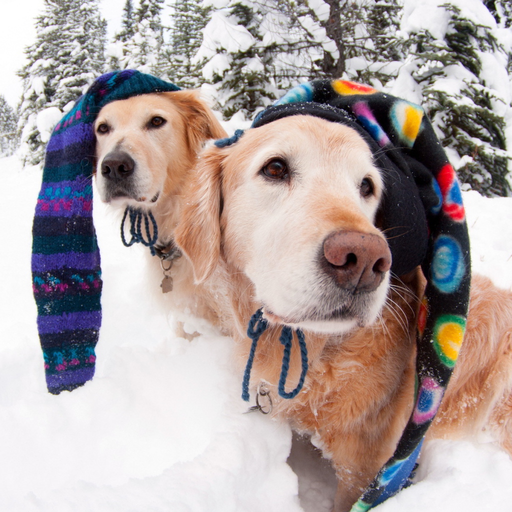 Собаки в зимних шапках