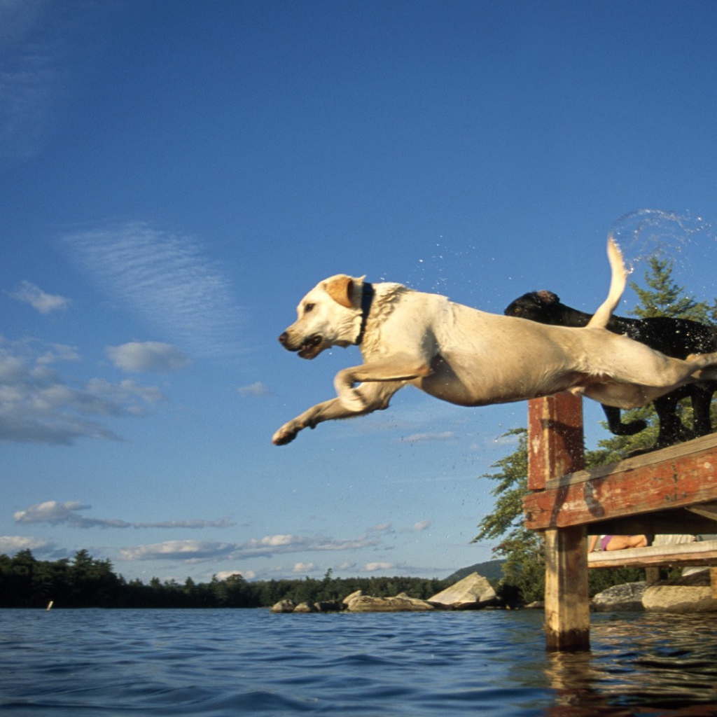 Собаки прыгают в воду