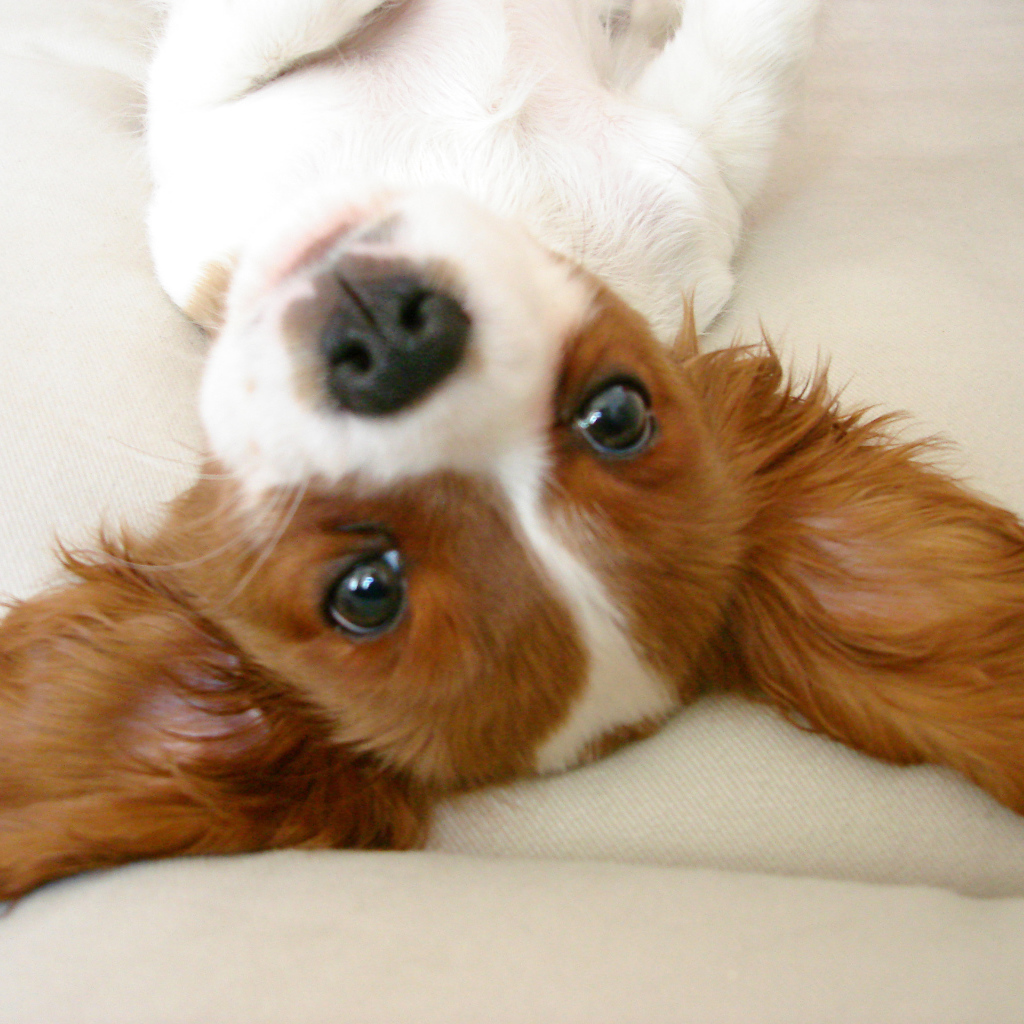 Ушастый кавалер кинг чарльз спаниель