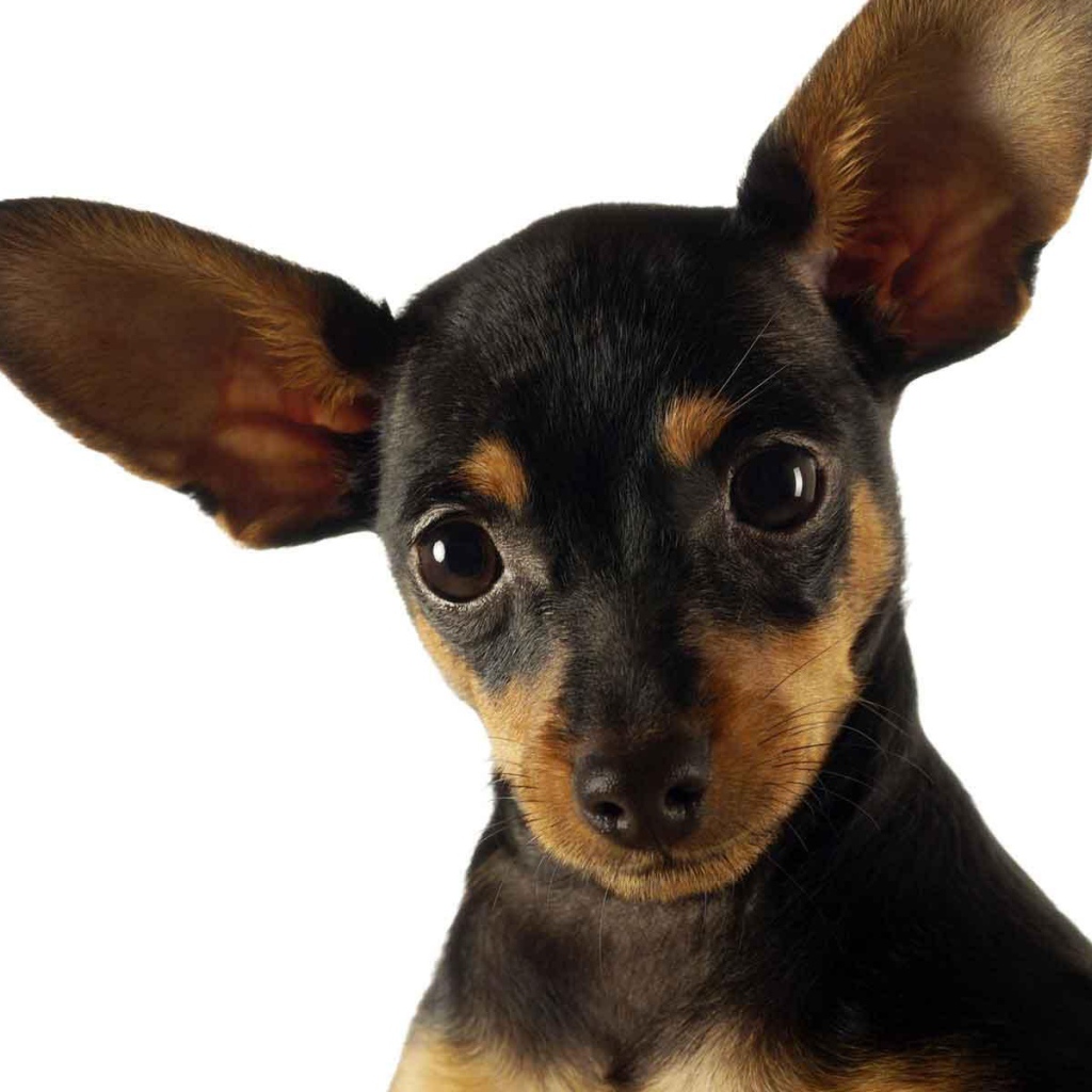 Ушастый пес чихуахуа