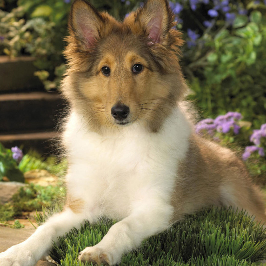 Ушастый щенок колли