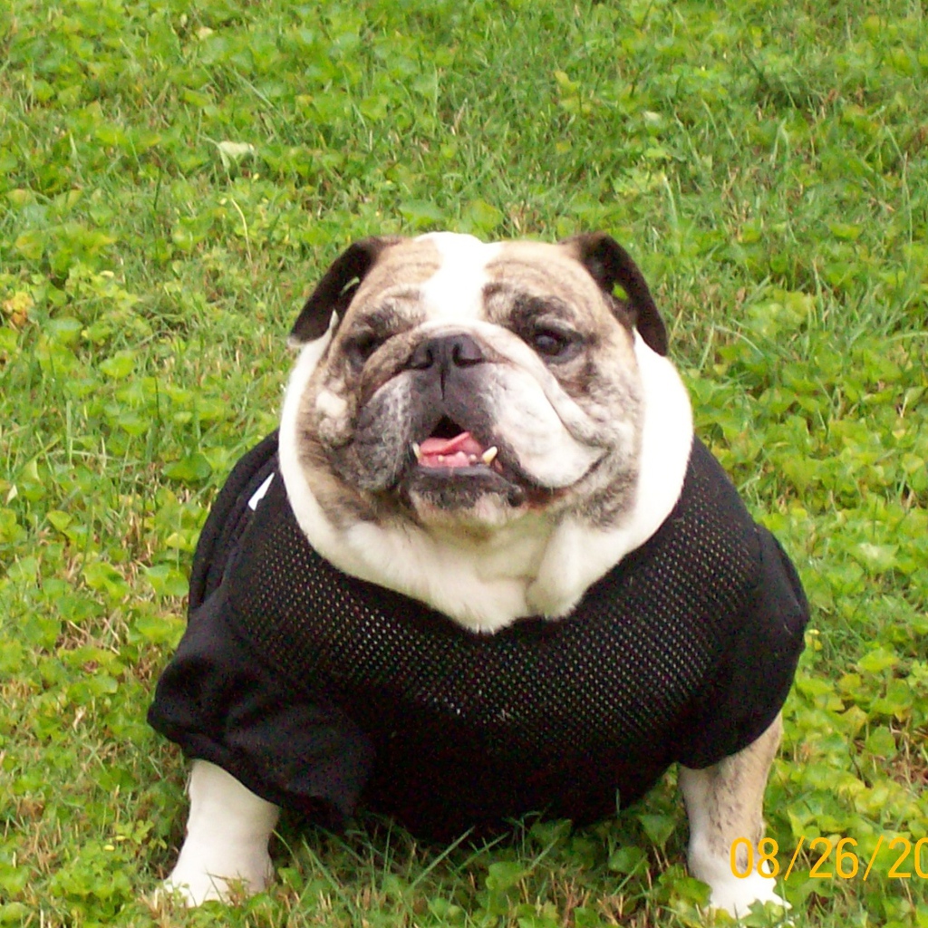 Английский бульдог в одежде