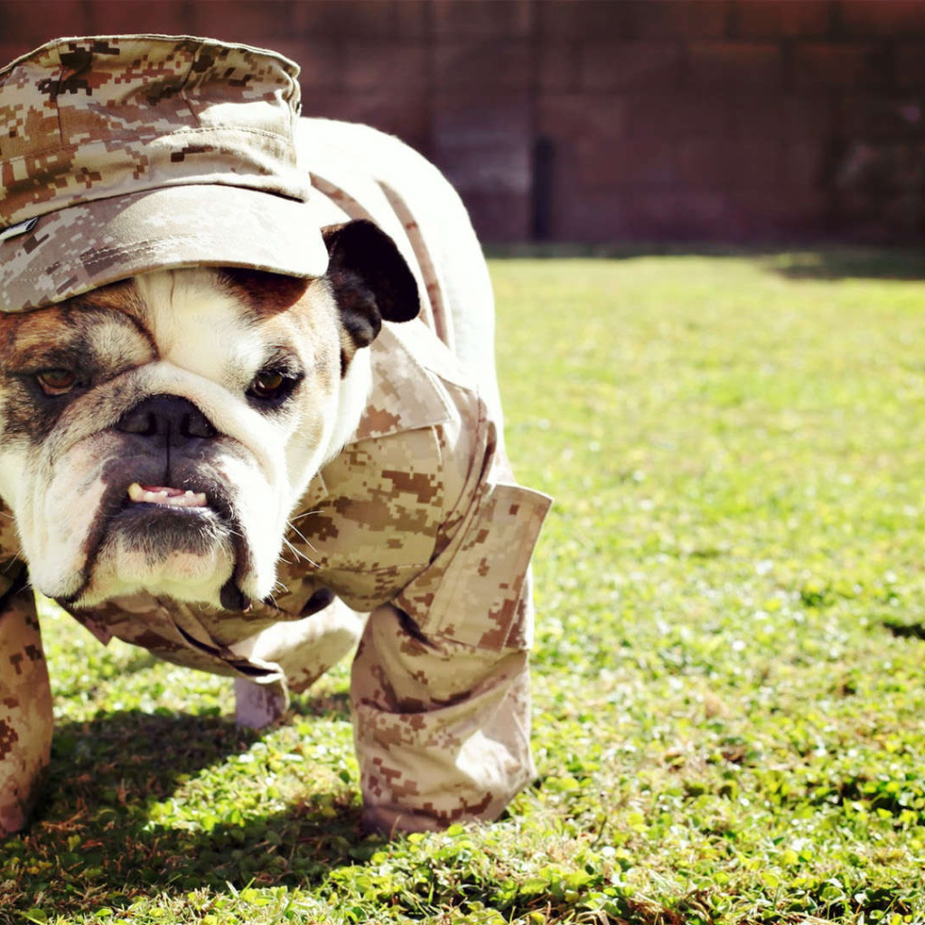 Английский бульдог в военной форме