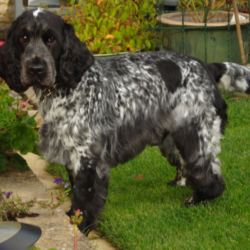 Английский кокер спаниель в саду