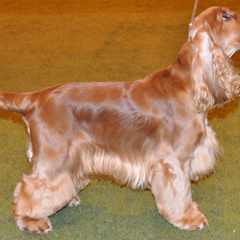 Английский кокер спаниель смотрит на хозяина