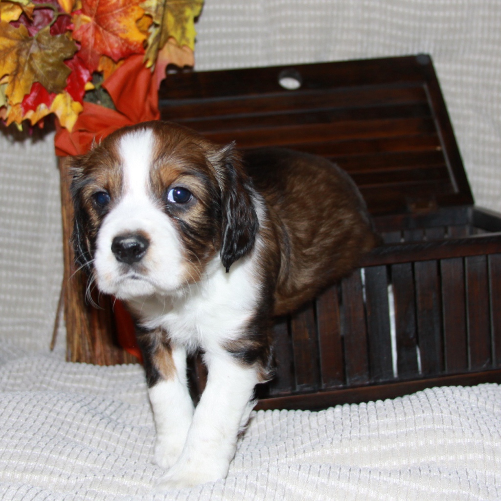 Собака английский спрингер спаниель вылез из корзинки