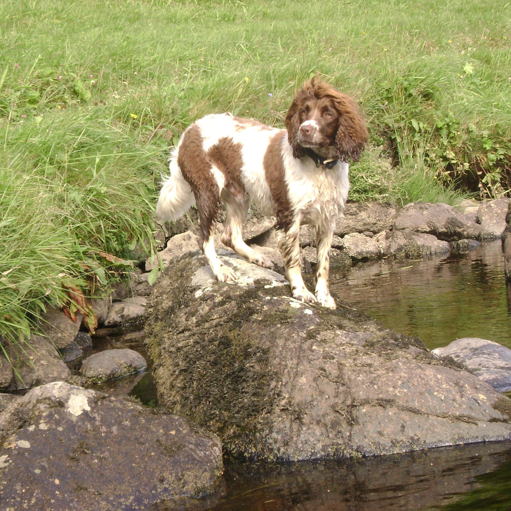 Английский спрингер спаниель на камне