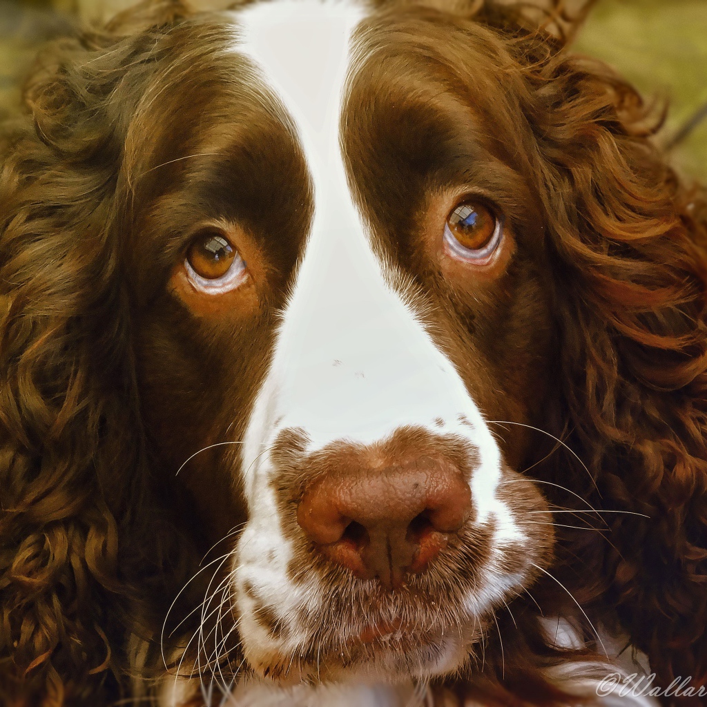 Доверчивый английский стрингер спаниель