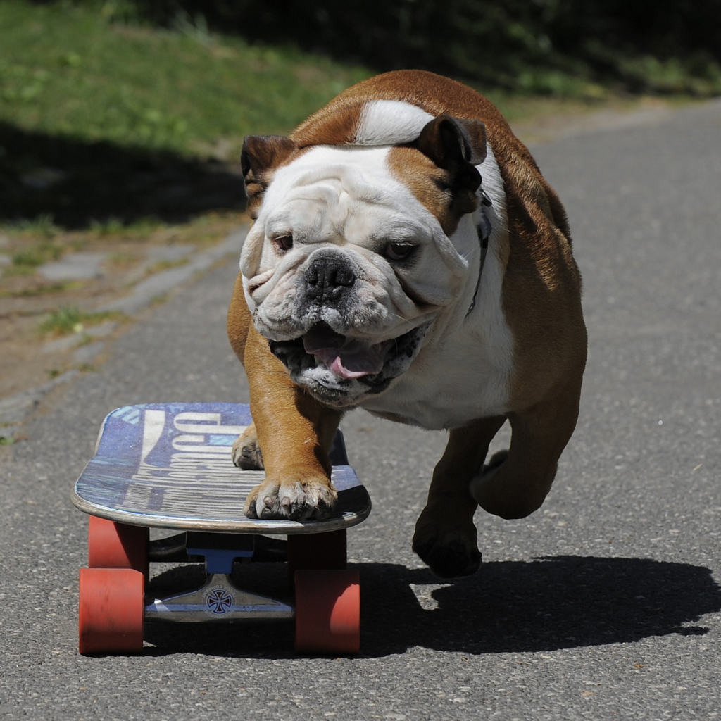 Английский бульдог на скейте
