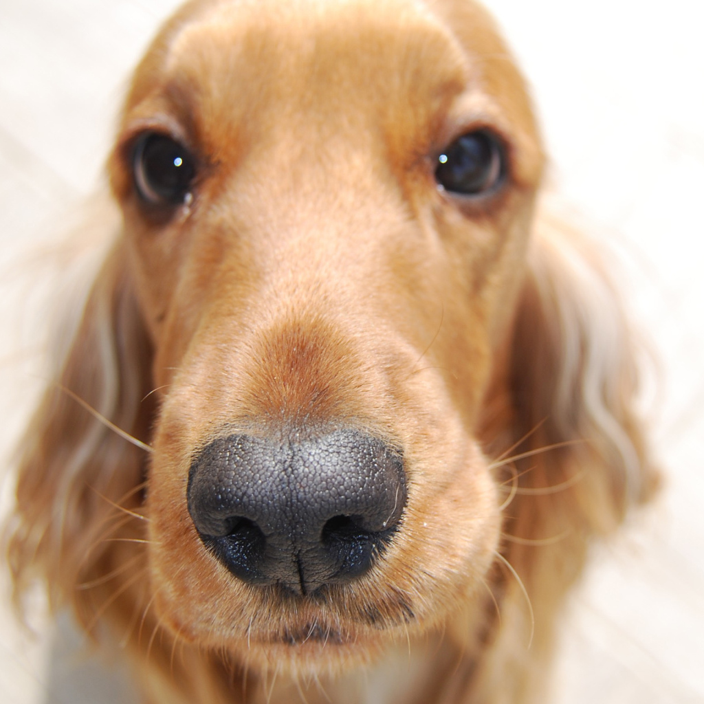 Английский кокер спаниель