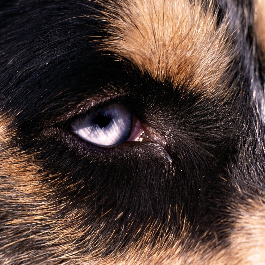 Глаз собаки