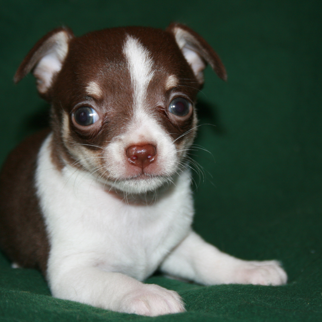 Глазастый щенок бивер йорк