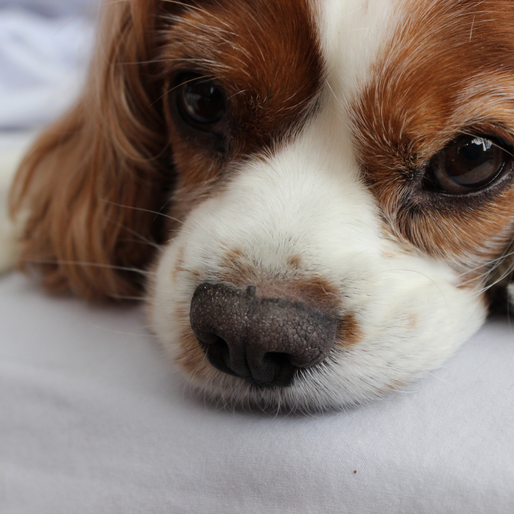 Глаза кавалер кинг чарльз спаниеля