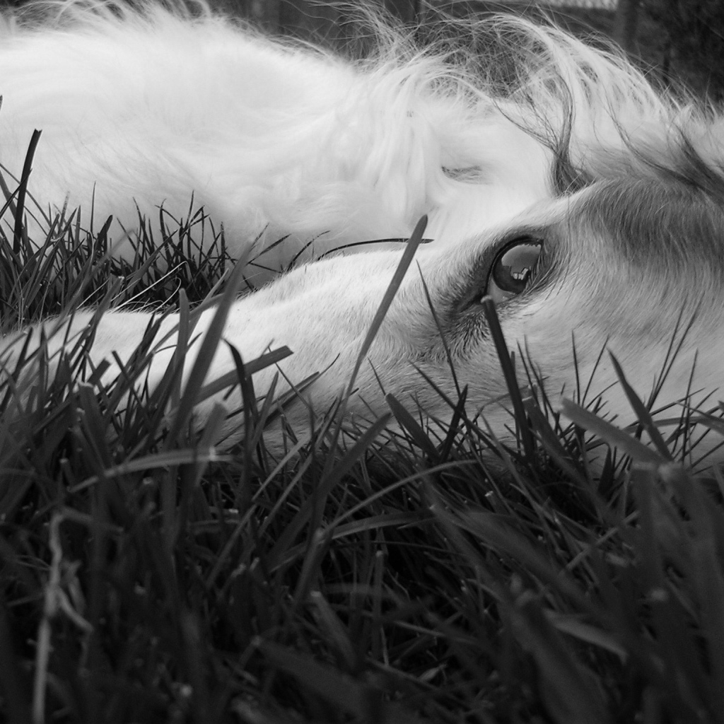 Глаза борзой собаки