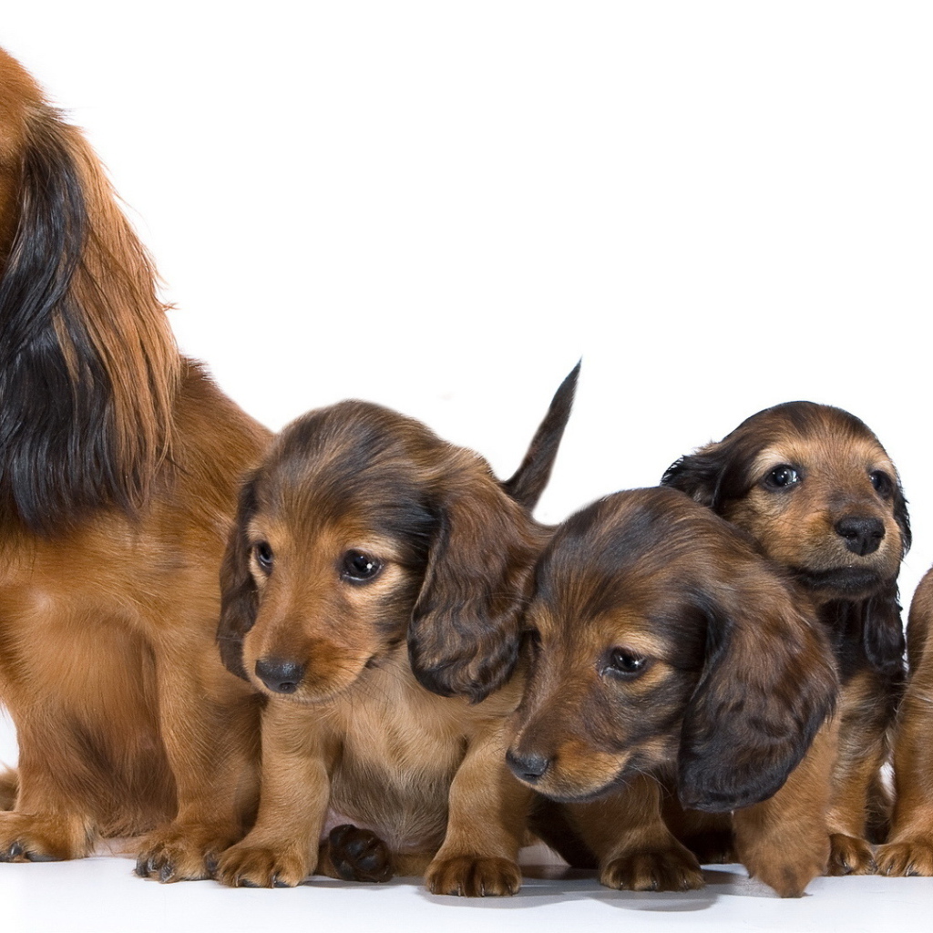 Семья собак такс