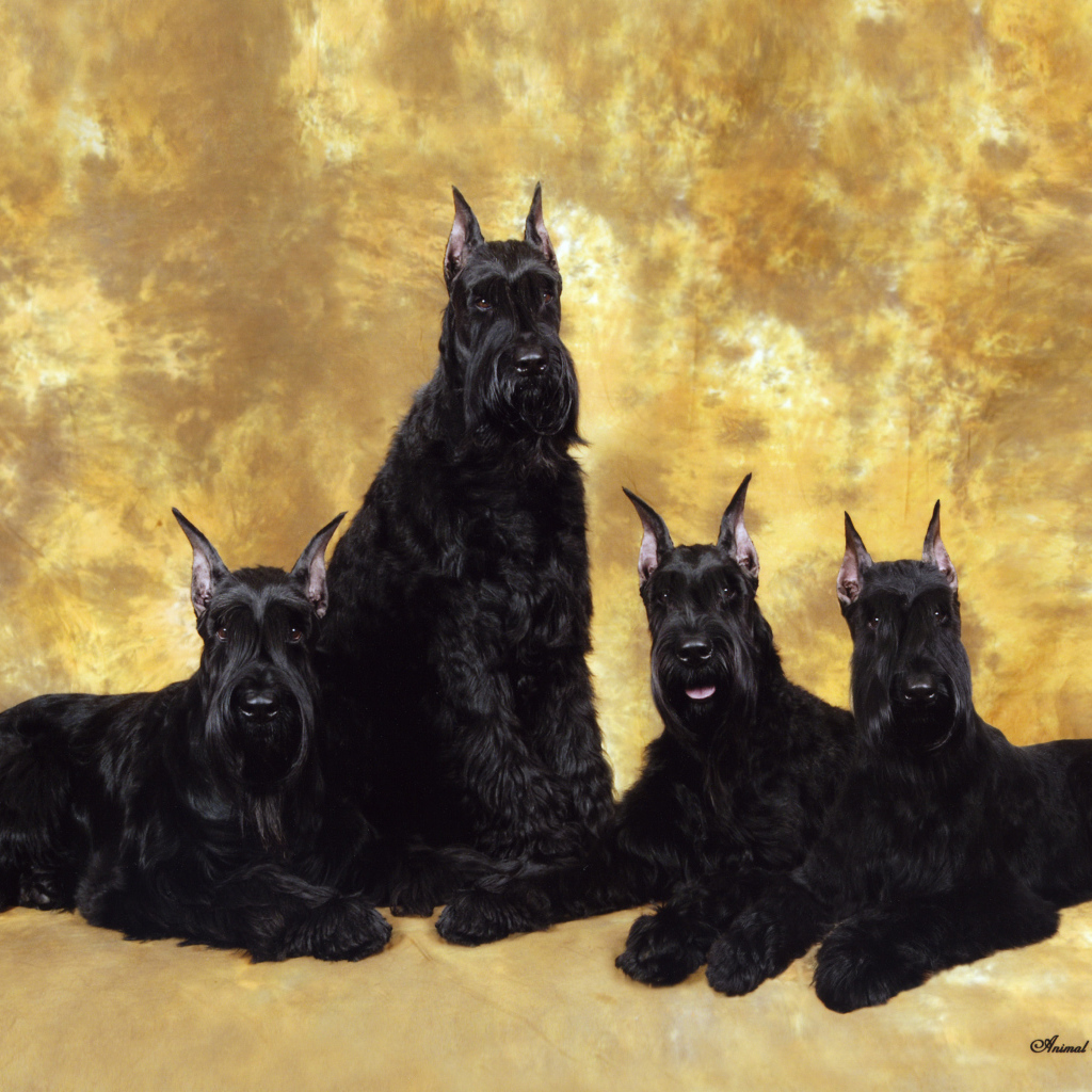 Семья черных шнауцеров