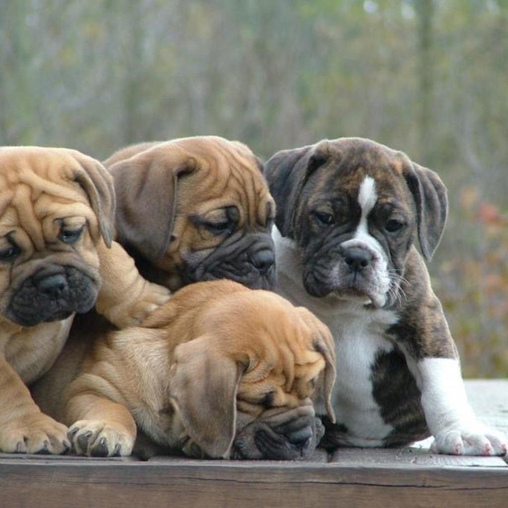 Семья щенков английского бульдога