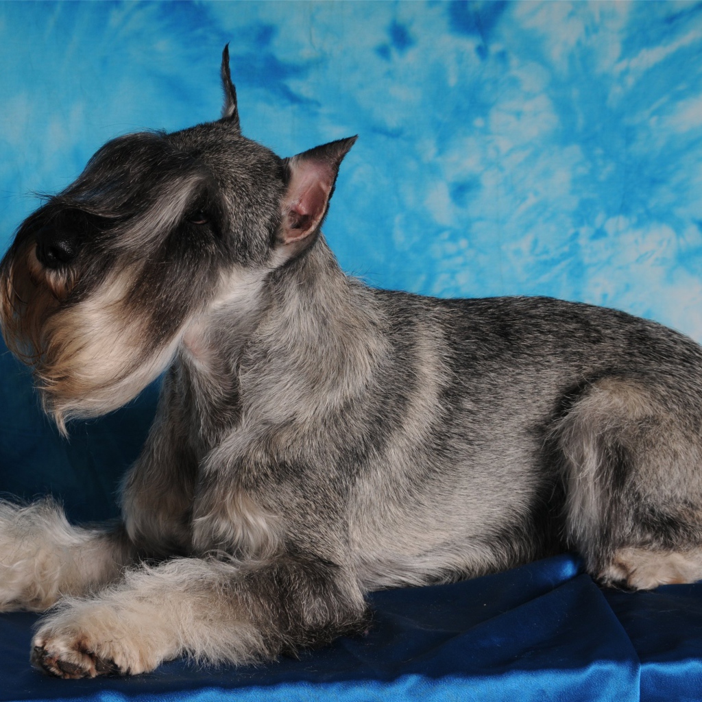 Фотомодель пес шнауцер