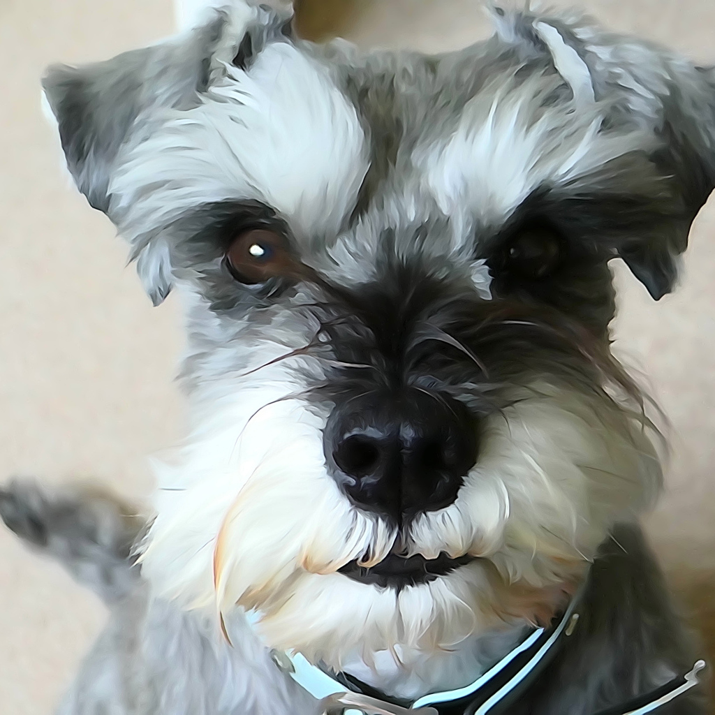 Рисунок собаки шнауцера