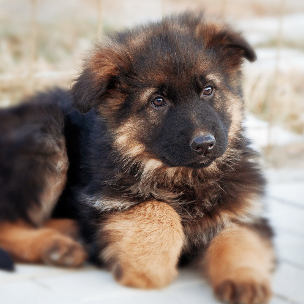 Пушистый щенок немецкой овчарки