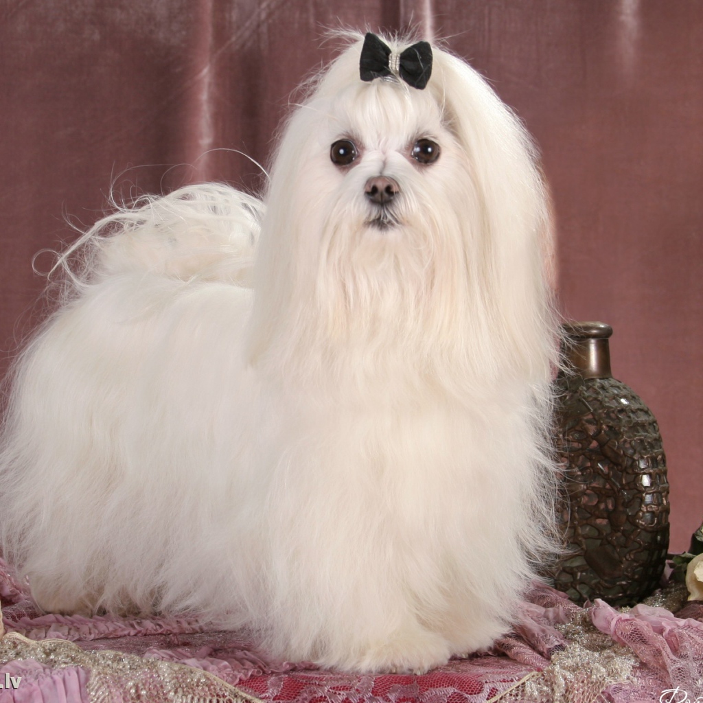 Пушистая мальтийская болонка