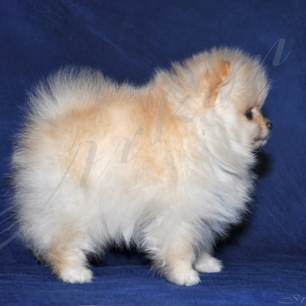 Пушистый белый шпиц на синем фоне