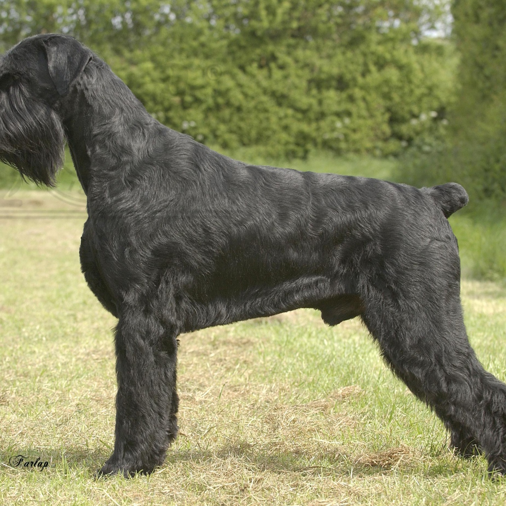 Черный пушистый шнауцер