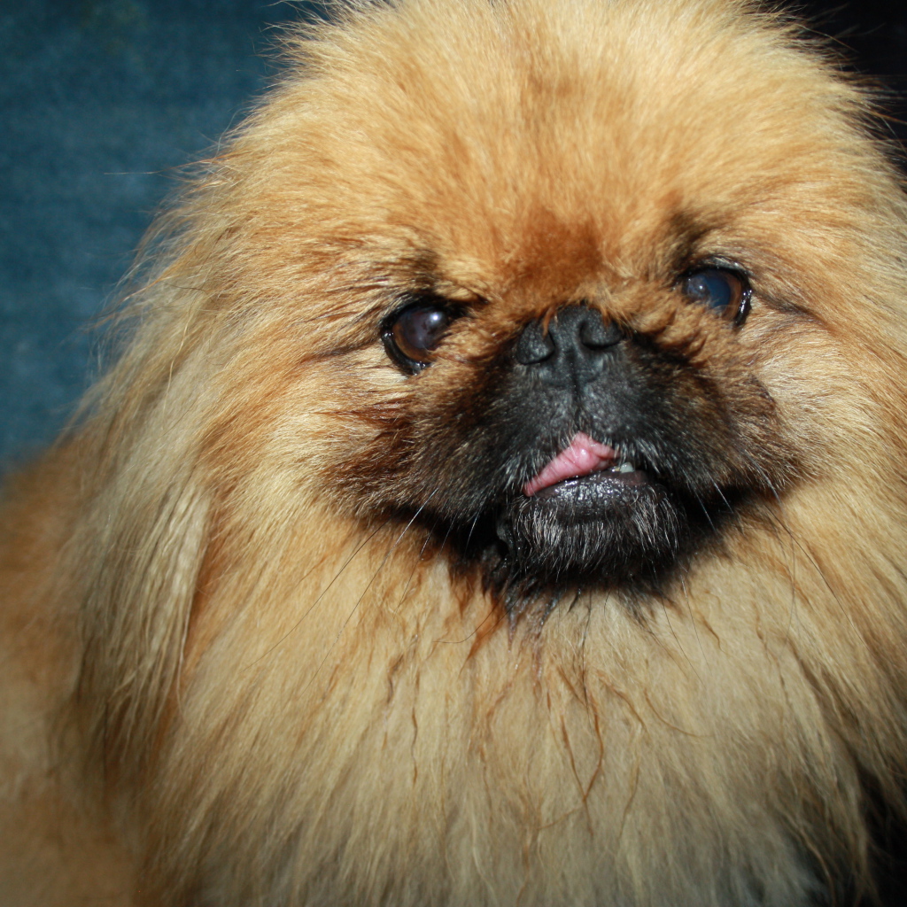 Пушистый коричневый пекинес