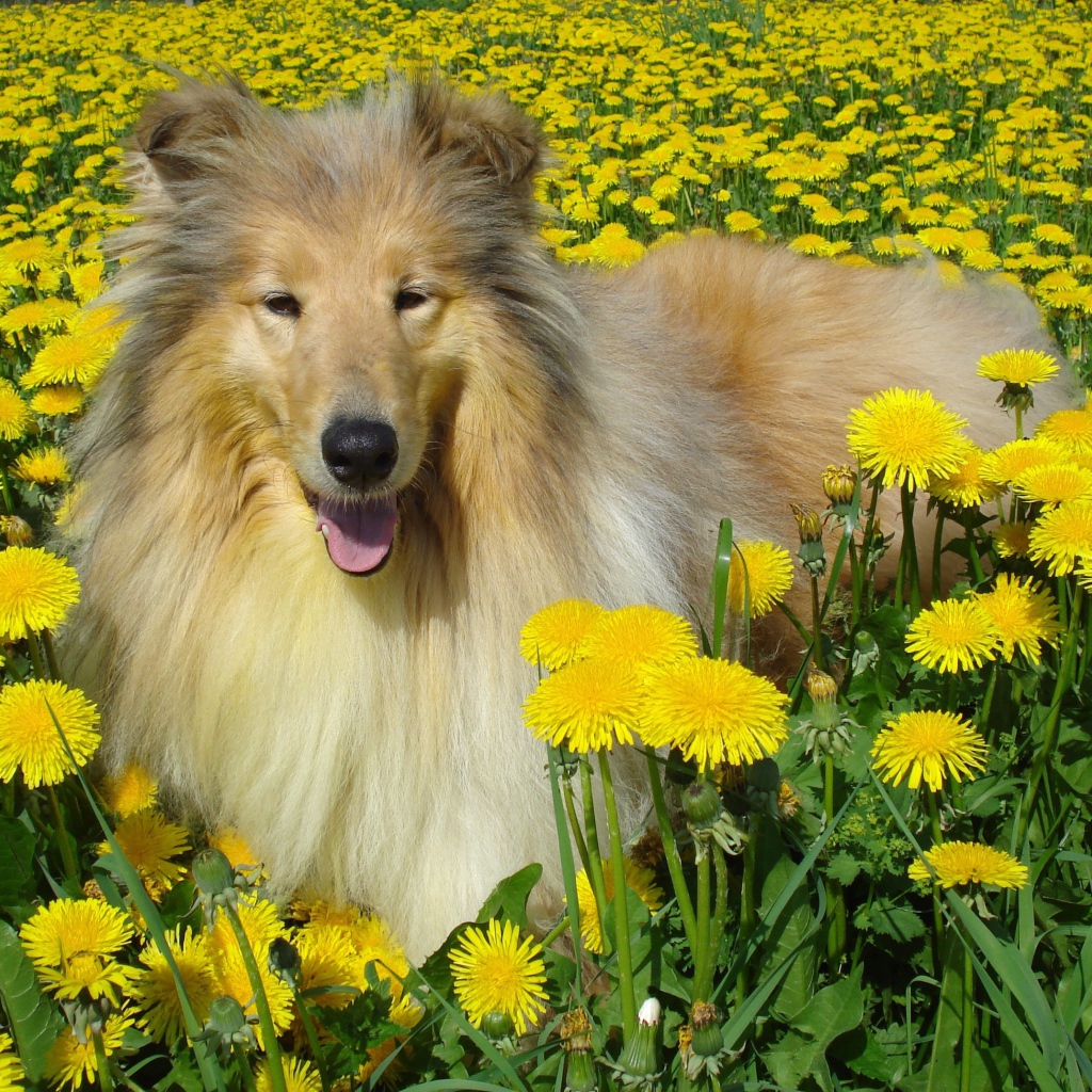 Пушистая колли среди одуванчиков