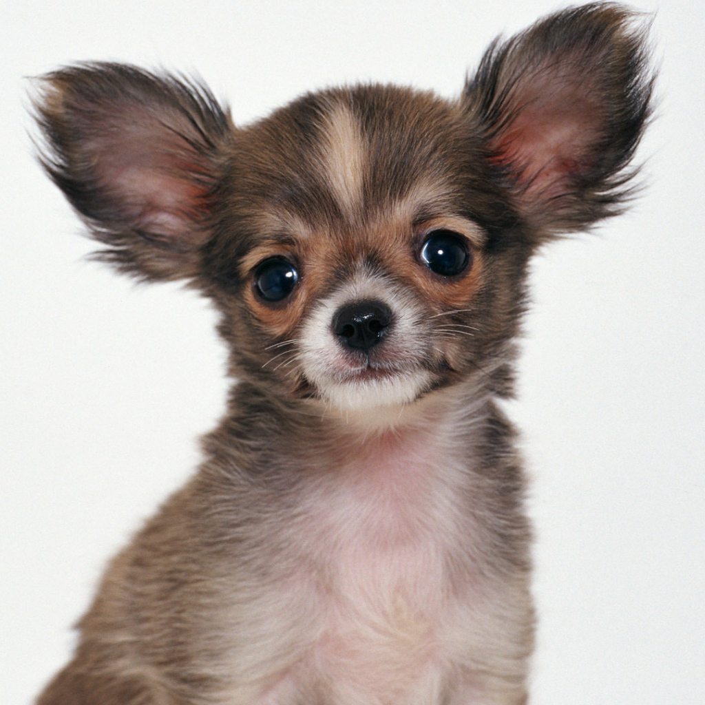 Пушистая собака чихуахуа