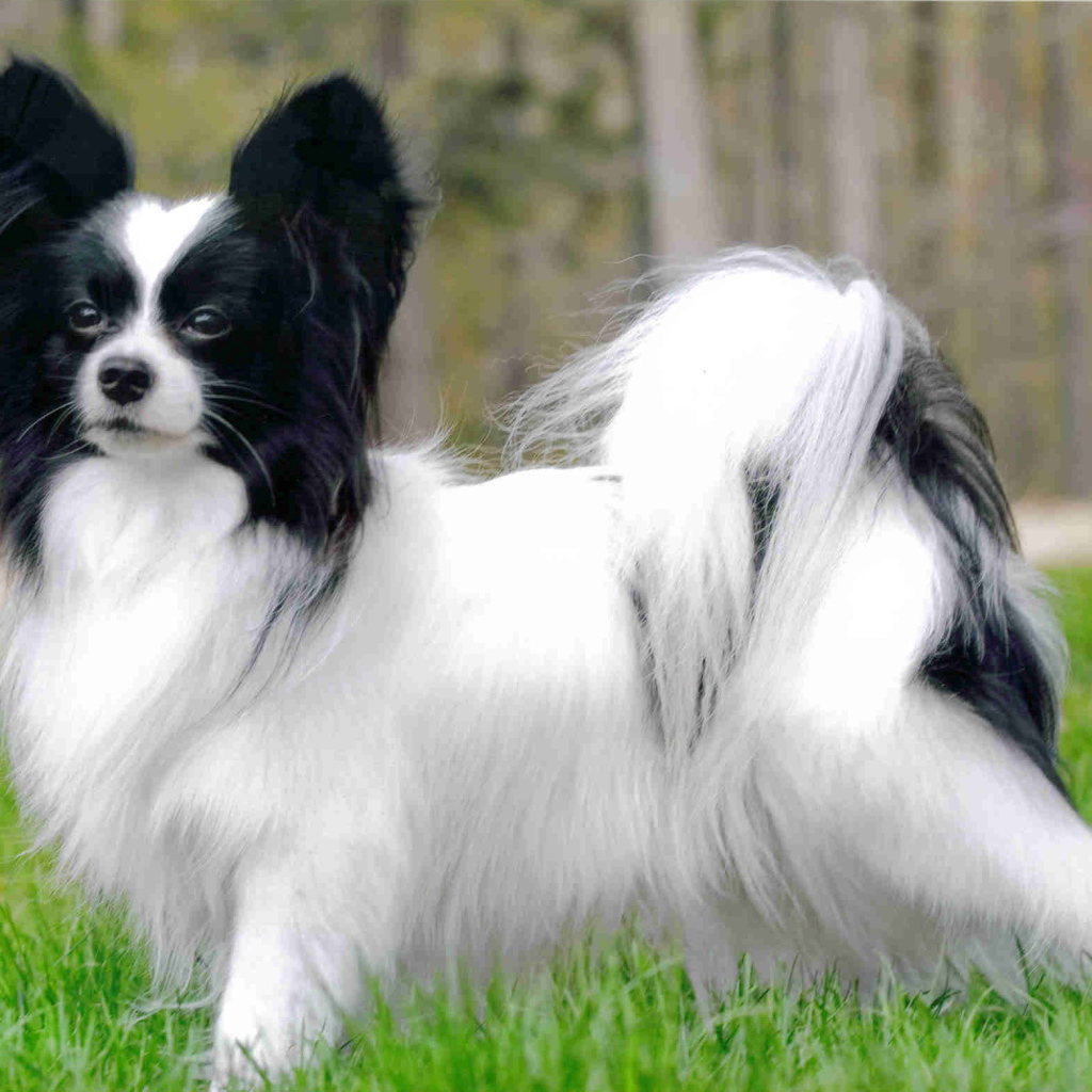 Пушистый папильон на прогулке