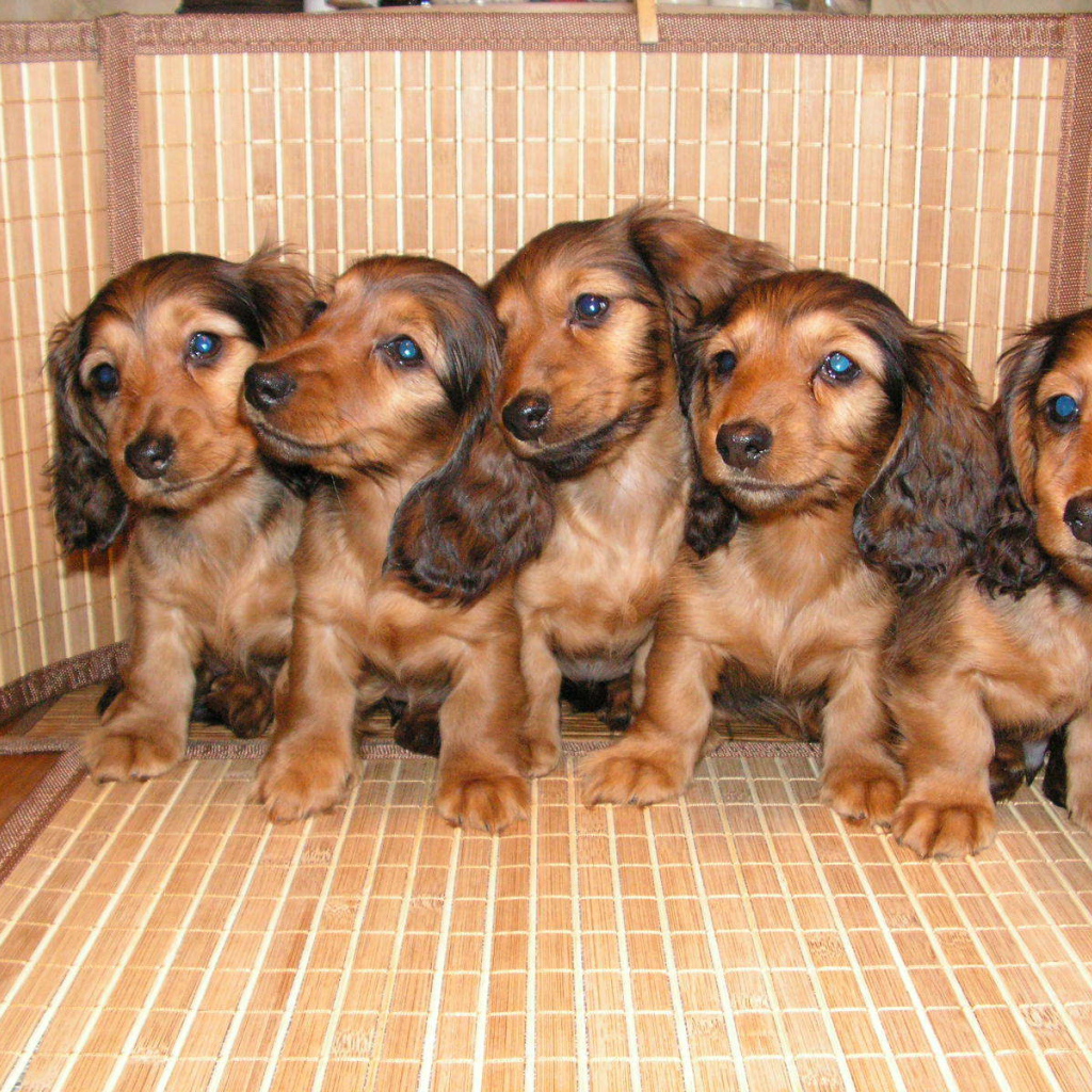 Пушистые щенки таксы