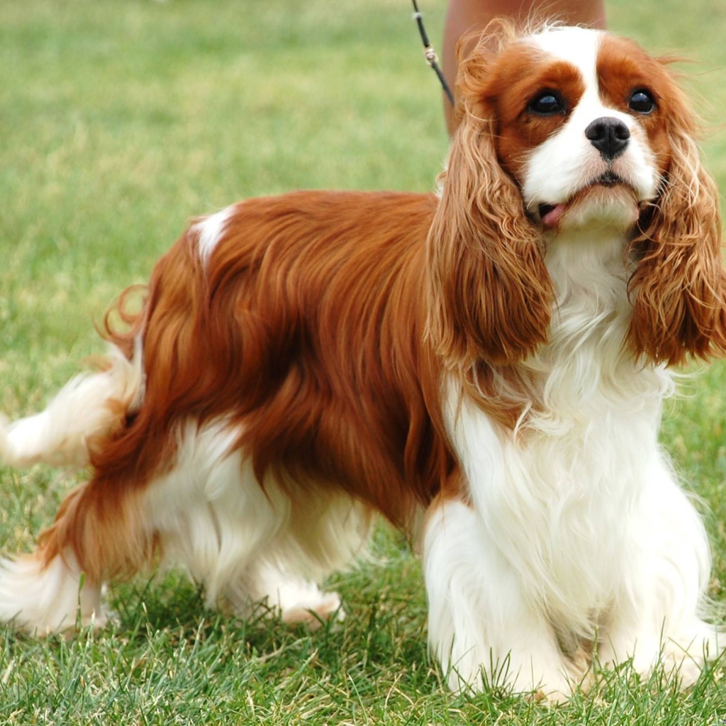 Пушистый спаниель на пирогулке