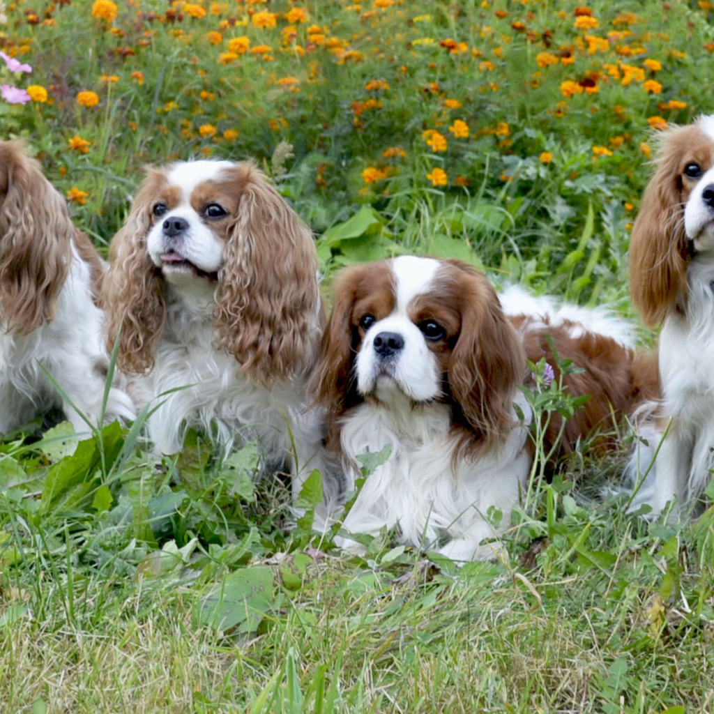 Четверка друзей спаниелей