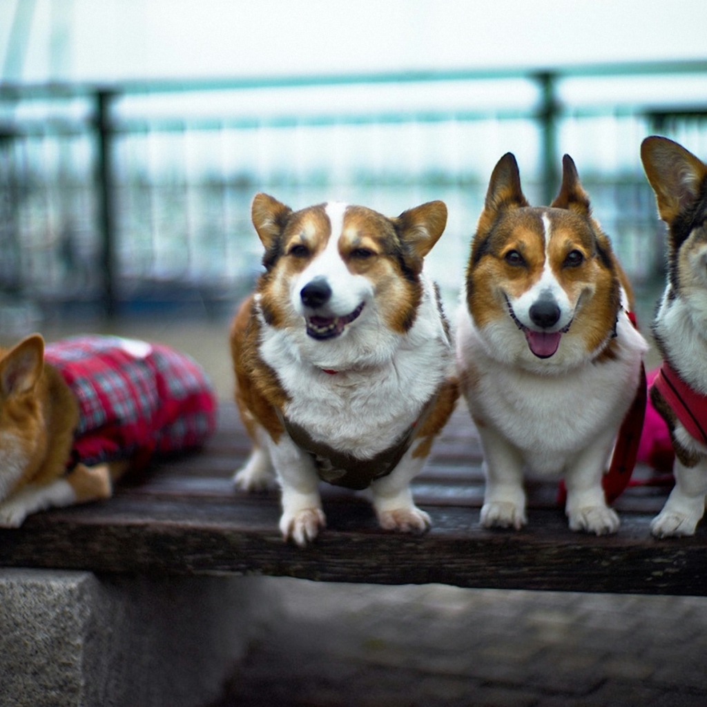 Четыре друга вельш-корги