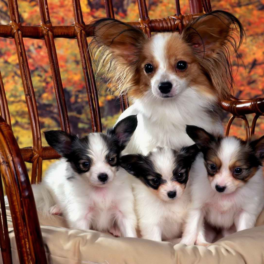 French dog Papillon with puppies