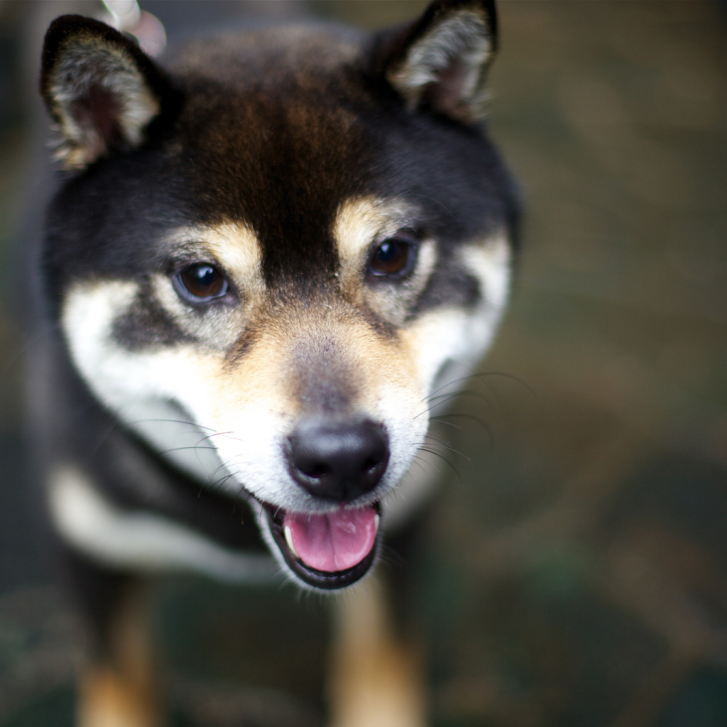 Дружелюбная собака